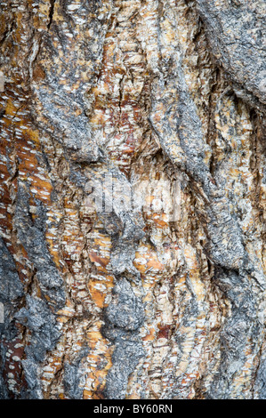 Hayedos meridionales (Nothofagus sp.), corteza de árboles maduros de cerca el Parque Nacional Tierra del Fuego, al oeste de Ushuaia Patagonia Argentina Foto de stock