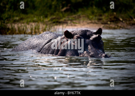 Hipopótamos, canal Kasinga, el Parque Nacional Queen Elizabeth, Uganda, África Oriental Foto de stock