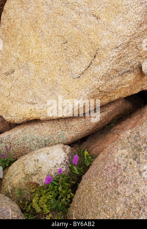 Grandes rocas de granito rosa se encuentra sobre una pequeña isla en la costa oeste de Suecia. La salicaria crecen en las grietas. Foto de stock