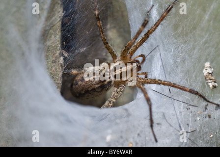 Embudo araña tejedora Web (Agelenidae) 1/16-3/4 (1-20mm) Foto de stock