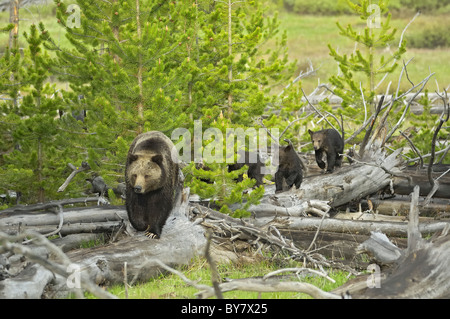 Grizzly madre con cuatro cachorros caminando sobre los árboles caídos en el Parque Nacional de Yellowstone. Foto de stock
