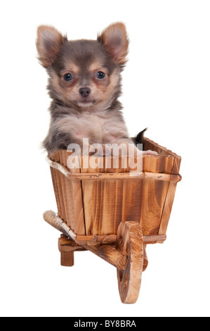 Chihuahua cachorro sentado en un pequeño carro de madera hecha a mano. Foto de stock