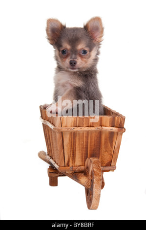 Chihuahua cachorro orgullosamente posando en un carro artesanal Foto de stock