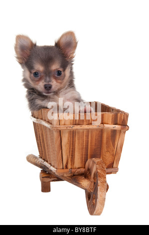 Chihuahua cachorro es tomando un paseo en una carreta de mano Foto de stock