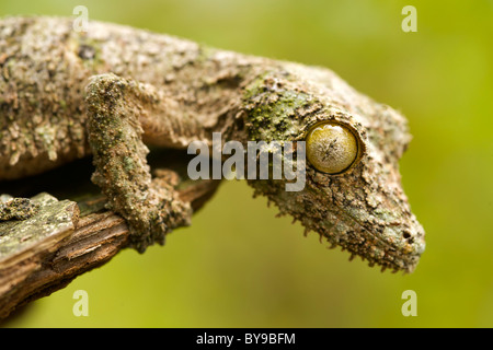 Mossy leaf-tailed gecko (Uroplatus sikorea) sobre un trozo de corteza en la parte oriental de Madagascar. Foto de stock