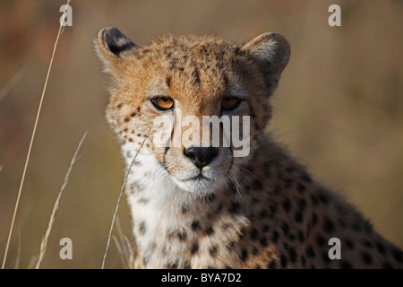Guepardo (Acinonyx jubatus), retrato, en Masai Mara, Kenya, Africa. Foto de stock