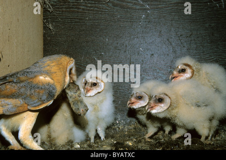 Lechuza de Campanario (Tyto alba), adulto alimentando a los pájaros jóvenes un ratón