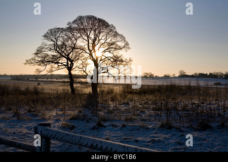 Deshojado árboles en la primera luz del alba Foto de stock
