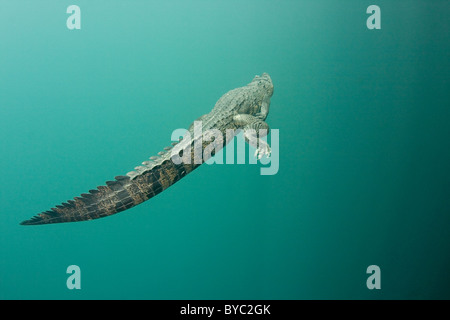 El cocodrilo de Morelet, Crocodylus moreletii, Península de Yucatán, México Foto de stock