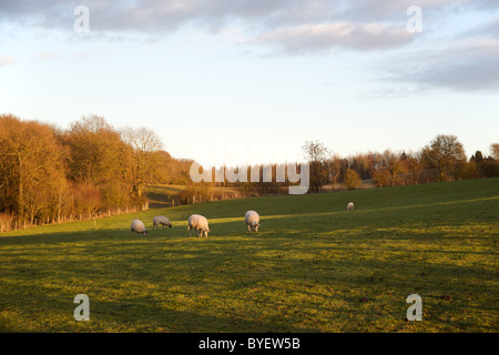 Ovejas en la ladera de una colina en Loxley, Stratford-on-Avon, Warwickshire, Inglaterra, Reino Unido.