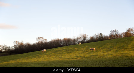 Ovejas en la ladera de una colina en Loxley, Stratford-on-Avon, Warwickshire, Inglaterra, Reino Unido.
