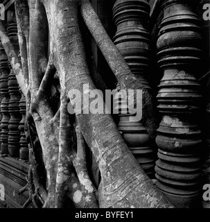 Las raíces de una higuera serpiente alrededor de las ruinas de un templo de Angkor Wat, Camboya Foto de stock