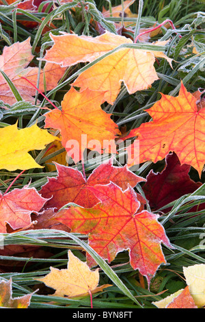 Frosty colorido otoño deja tirados sobre el pasto Foto de stock