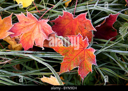Frosty colorido otoño deja tirados sobre el pasto Foto de stock