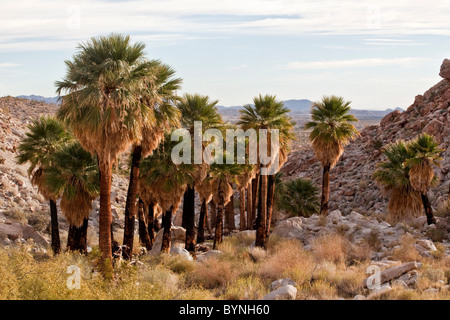 Ventilador de California (Washingtonia filifera palm) en la montaña del Desierto Anza-Borrego Palm Springs State Park, California, EE.UU. Foto de stock