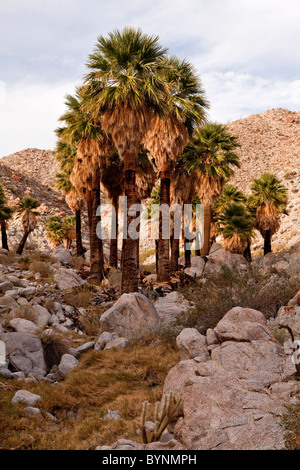 Ventilador de California (Washingtonia filifera) Palm Desierto Anza-Borrego State Park, California, EE.UU. Foto de stock