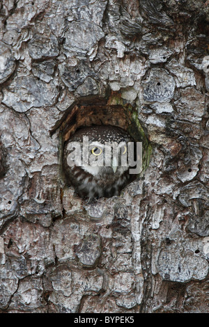 Sperlingskauz Glaucidium passerinum, búho pigmeo Euroasiática Glaucidium passerinum agujero de árbol Foto de stock