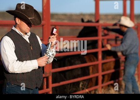 Ranchero llenar una jeringa al doctor el ganado en un corral mientras otro ganadero en el fondo se aplica la vacunación de ganado. Foto de stock