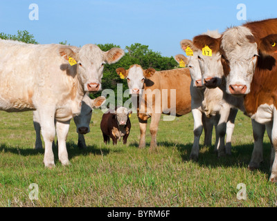 Ganadería - Curioso vacas de raza mixta en un pasto verde / de Alberta, Canadá. Foto de stock