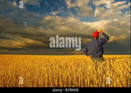 Un agricultor está en su campo de madura etapa de cosecha del trigo de primavera observando acercarse a nubes de tormenta / Virden, Manitoba, Canadá. Foto de stock