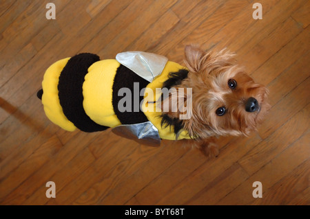 Clínica Tóxico Aclarar Disfraz de perro en abeja fotografías e imágenes de alta resolución - Alamy