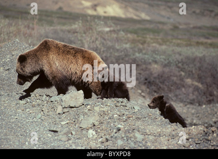 Siembre y Cubs, Grizzly Bear, el Parque Nacional Denali, Alaska, oso pardo, osos, osos pardos, osos pardos Foto de stock
