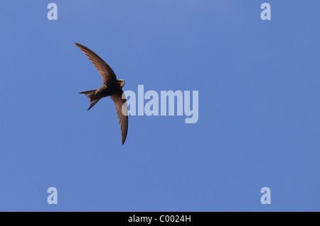 Flying common swift o negro martin Apus apus Foto de stock