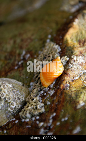 Un perro naranja Buccino, Dogwhelk o Atlántico Nucella Dogwinkle, lapilli, Muricidae, Gastropoda, Mollusca. Cornwall, Inglaterra, Reino Unido. Foto de stock