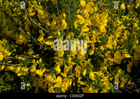 Besenginster, Genista scoparia, retamas, Texel, Holanda, Países Bajos