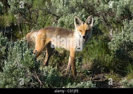 American Zorro Rojo (Vulpes vulpes), Hebgen Lake, Montana, Estados Unidos, América del Norte