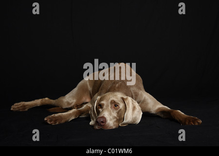 Mintiendo Weimaraner Foto de stock