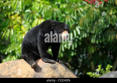 Sun Bear (Helarctos malayanus), macho adulto, Asia Foto de stock