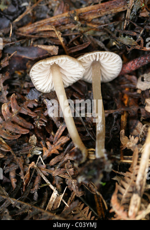 Mealy capot, Mycena cinerella, Mycenaceae. Creciendo en el viejo Bracken. Agosto, Berkhamsted, Hertfordshire.