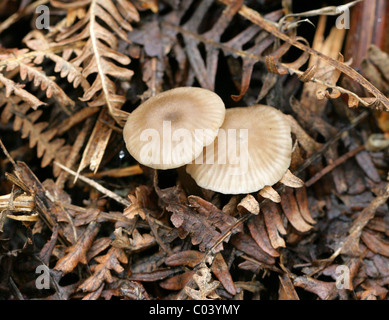 Mealy capot, Mycena cinerella, Mycenaceae. Creciendo en el viejo Bracken. Agosto, Berkhamsted, Hertfordshire.