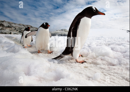 Pingüinos Gentoo, isla Peterman, Península Antártica, en la Antártida. Foto de stock