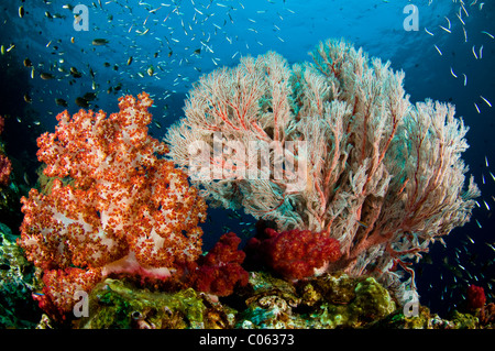 Los corales en arrecifes sumergidos, Raja Ampat, Indonesia Foto de stock