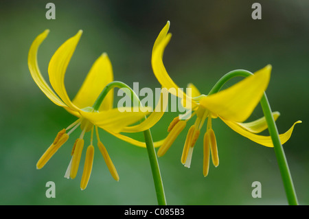 Tuolumne fawn lily (Erythronium tuolumnense) Foto de stock