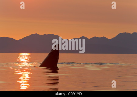 Una ballena jorobada ternero juega en la superficie de Frederick Sound al atardecer, dentro del pasaje, Alaska Foto de stock