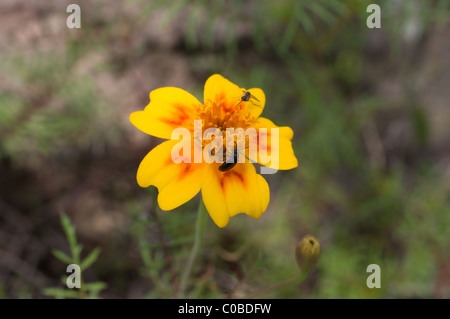 Tagetes lunulata. Un pariente silvestre de cempasuchil Fotografía de stock  - Alamy