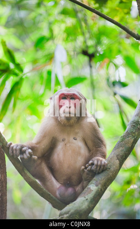 Stump-cola macaco (Macaca arctoides) macho, Gibbon Wildlife Sanctuary, Assam, India Foto de stock