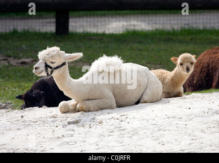 Alpaka (Lama pacos) familia con pequeños animales bebe Foto de stock