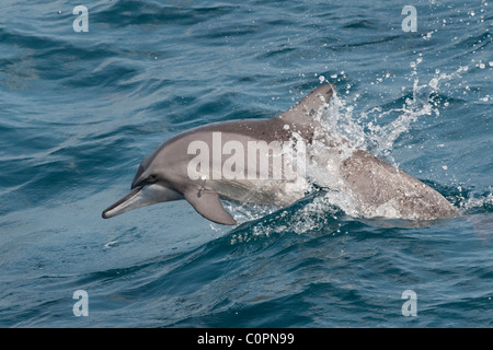Hawaiian/grises, Delfines, Stenella longirostris, porpoising, Maldivas, Océano Índico.
