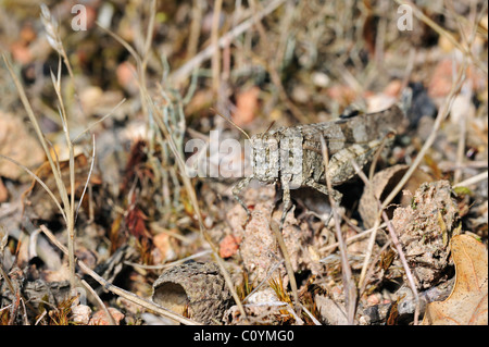 Saltamontes de Alas azules (Oedipoda caerulescens) fusionar en ambiente árido