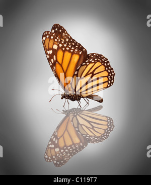 Mariposa monarca (Danaus plexippus)