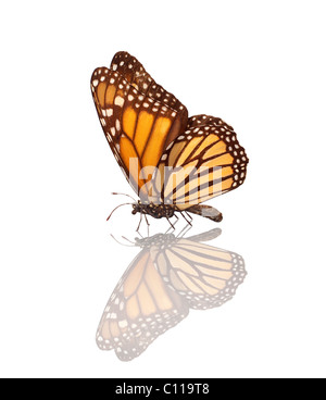 Mariposa monarca (Danaus plexippus)