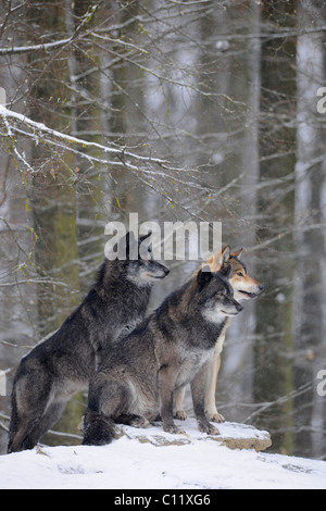 Tres lobos salvajes de tundra de alaska están de pie sobre las rocas  grises. Canis lupus arctos. Lobo polar o lobo blanco. Animales en la vida  silvestre Fotografía de stock - Alamy