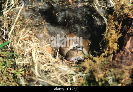Jóvenes, todavía ciegos Clethrionomys glareolus Vole (Banco) en el nido, Allgaeu, Baviera, Alemania, Europa Foto de stock