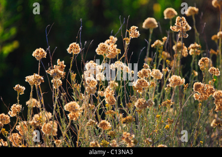 Immortelle flores, Helichrysum, Eterna Flor, plantas aromáticas Foto de stock
