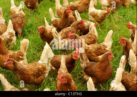 Pollos de granja