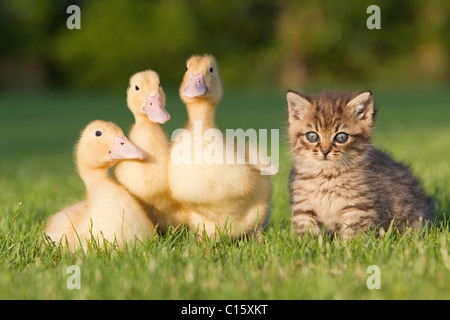 Tres patos y gatito sobre el césped Foto de stock